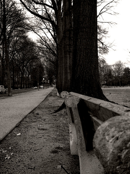 Row of Trees
