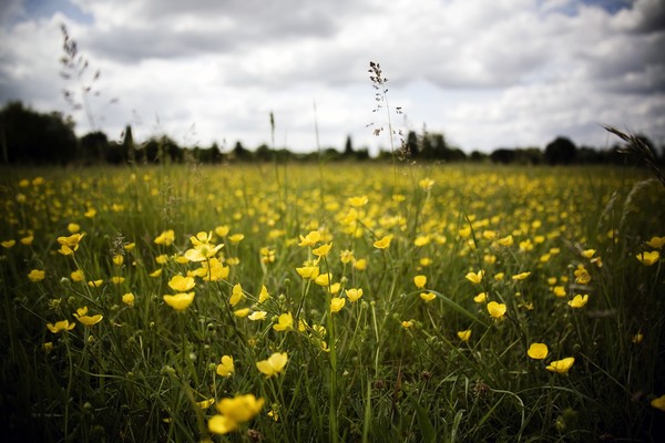 Buttercup Meadow