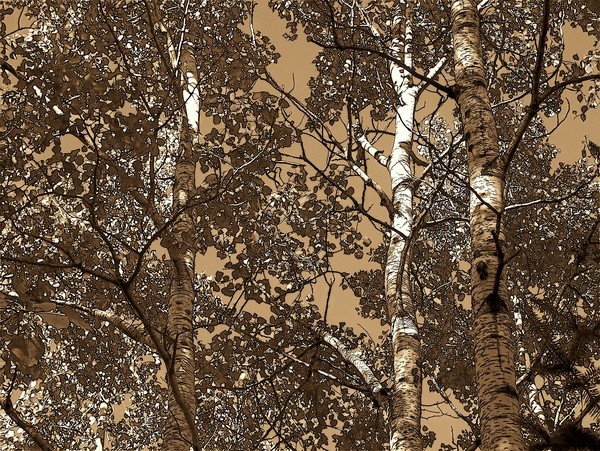 Brown Trees