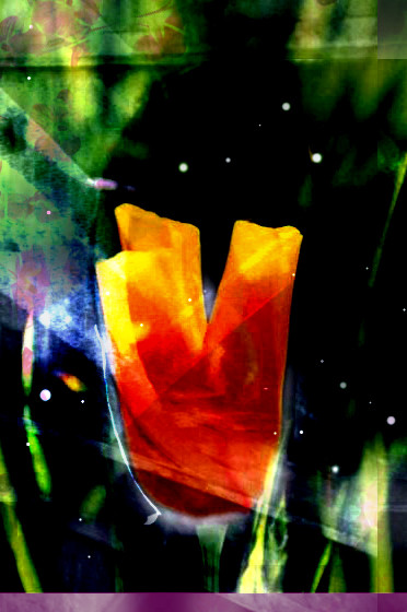 Flower Beyond the Dark