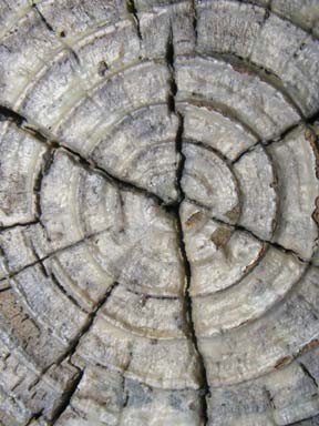 Cracked