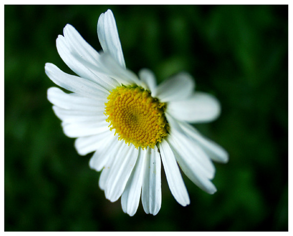 Daisy