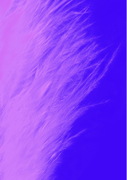 purple feather