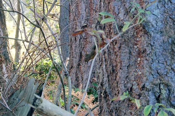 squirrel