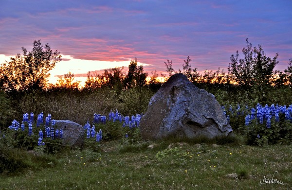 In the evening sun !