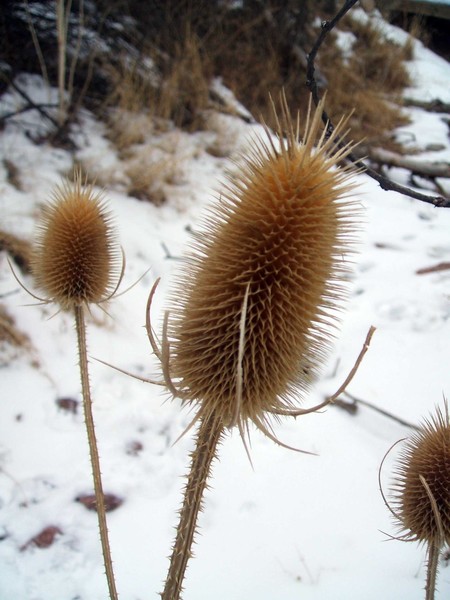 Theasle in Winter