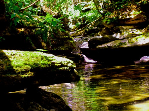 verdant