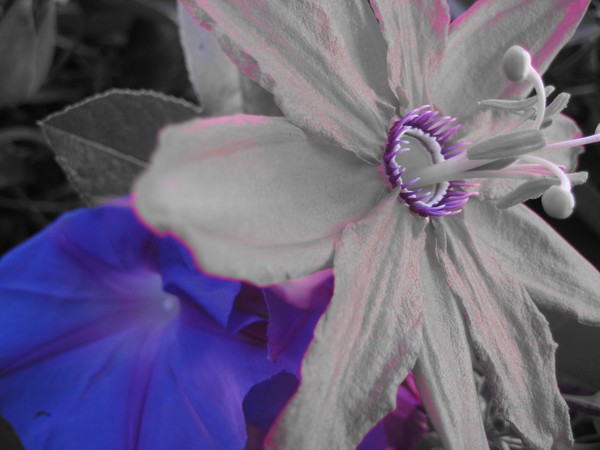 PASSION WITH A TWIST