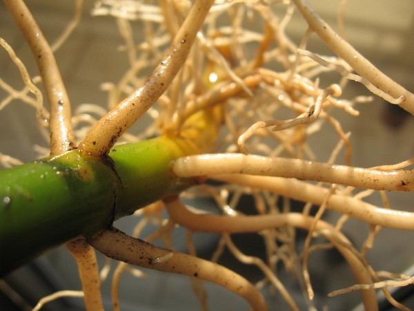 Root of life