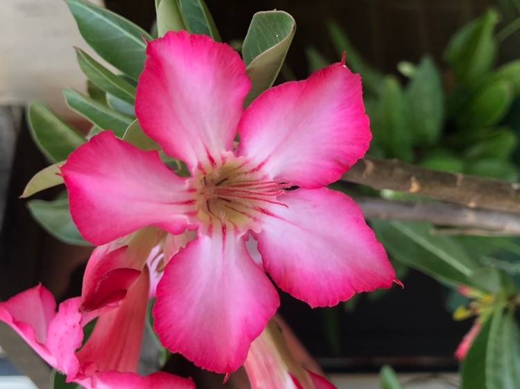 Pink Desert Rose Flower