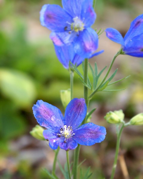 Delphinium