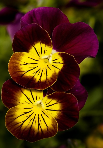 Velvet Bows