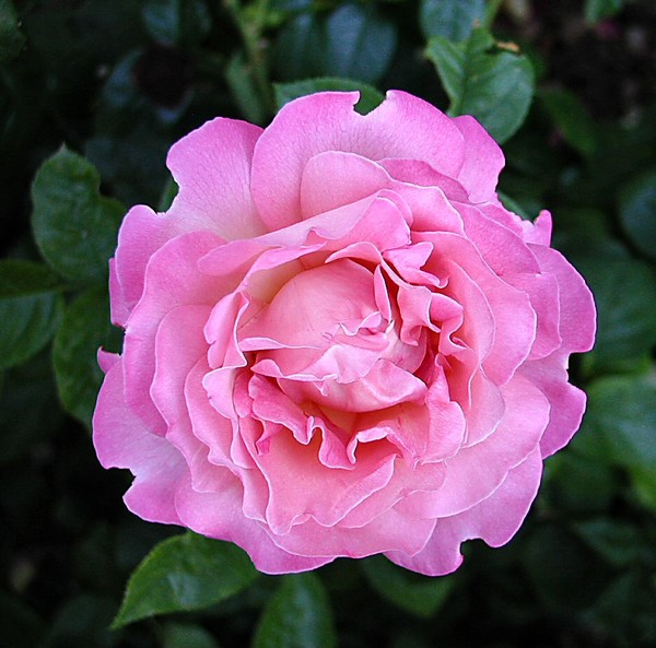 Pink Perfection
