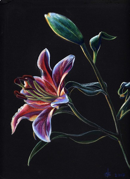Sunset  Lily.