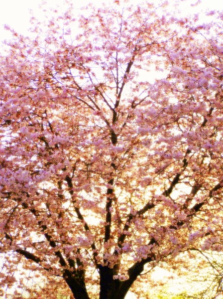 Spring is here