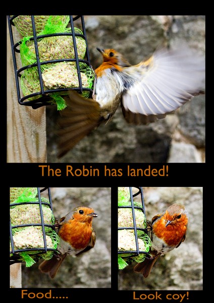 Robin