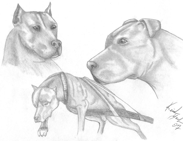 Working Dogs