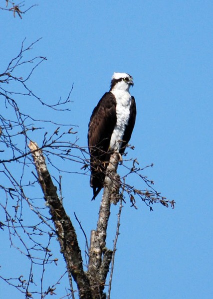 Osprey