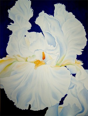 Iris