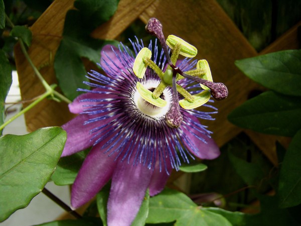   Passiflora Kermesina