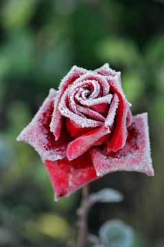 Last rose of summer