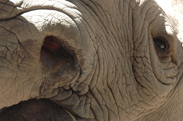 Rhino Snot