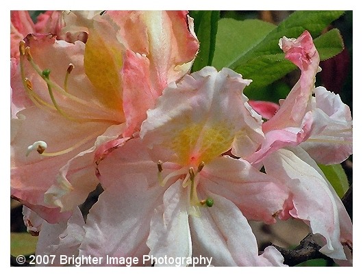 Azalea