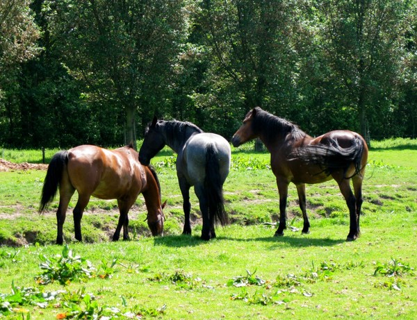 Happy Horses