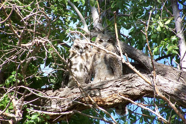 Young Great Horned Owls