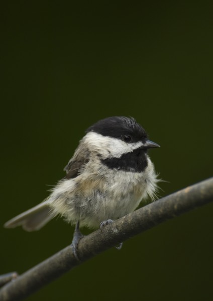 Black-capped chickadee II