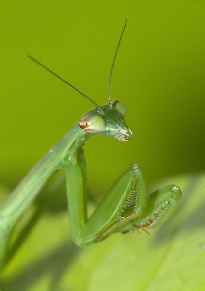 Mantis I