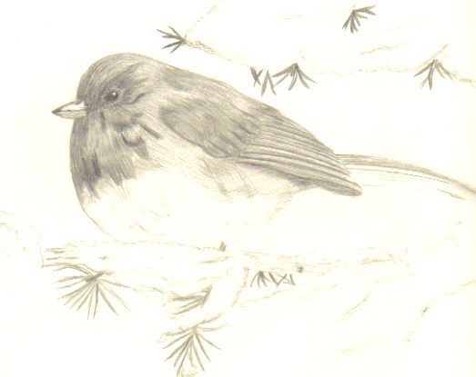 Bird in the snow