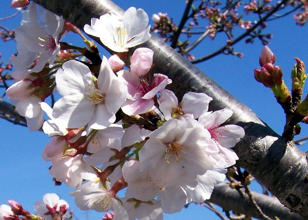 Pretty Pinks. Photo.