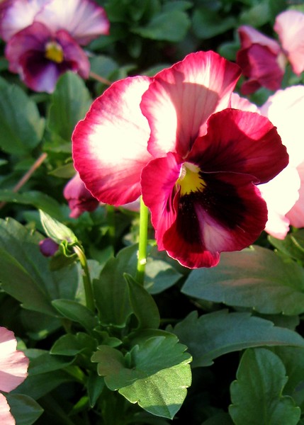pansy.
