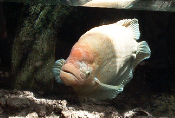 Here Fishy Fishy