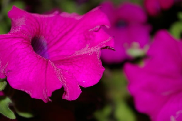 Macro Flowers 02