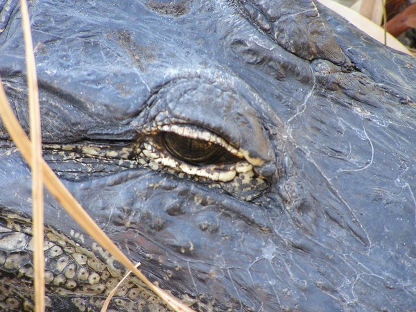 Ancient Eye