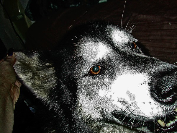 smokey x 
