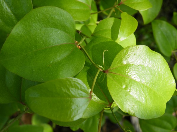 Little Green