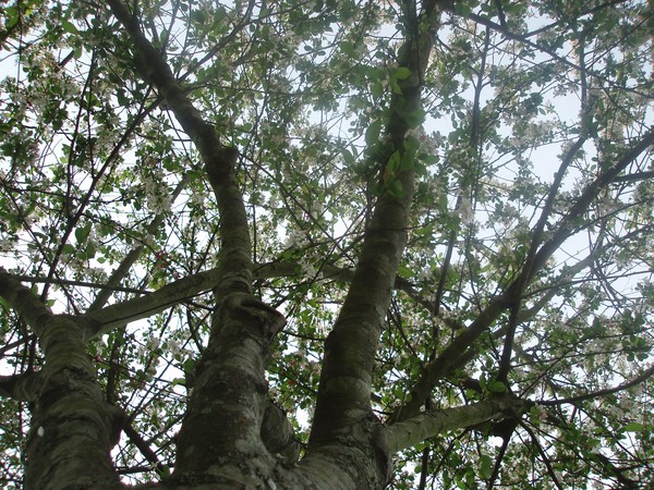 Dogwood