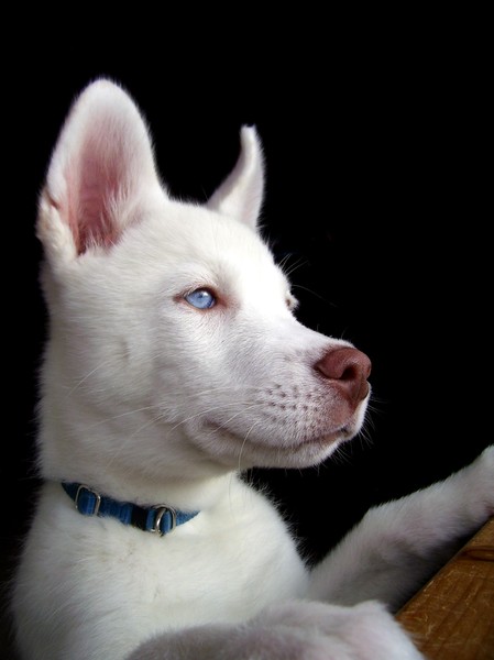 Rex Maximus 13 weeks old