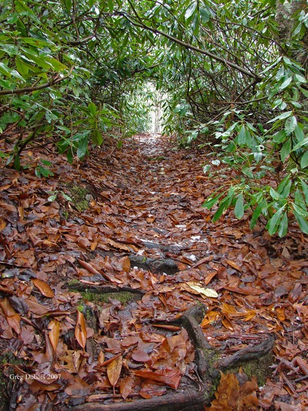 Frostie water trail 3 (the worm hole) 