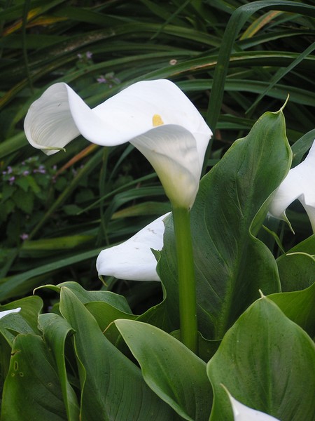 New Zealand Garden