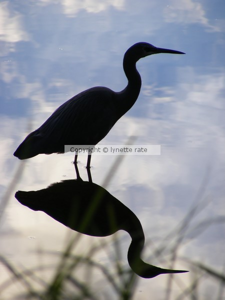 heron