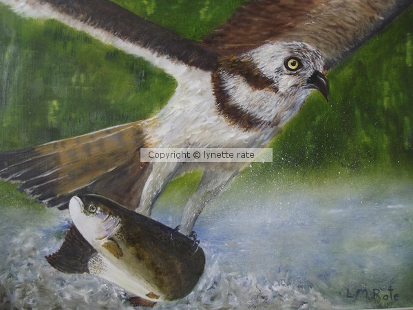 osprey & trout