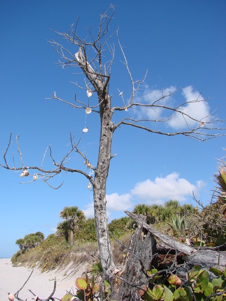 The Shell Tree