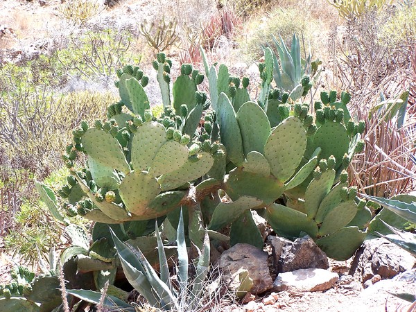 Prickly feet