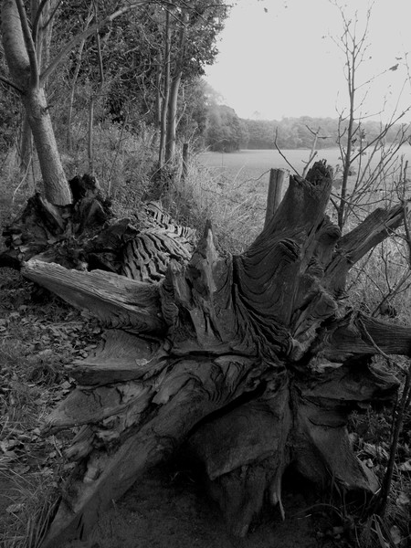 Dead wood
