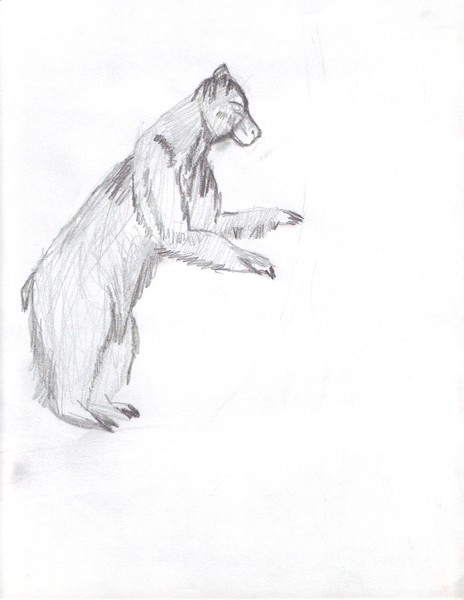 the bear