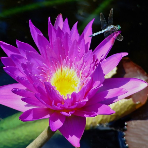 Dragonfly Lilly